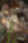 Bulbous woodrush